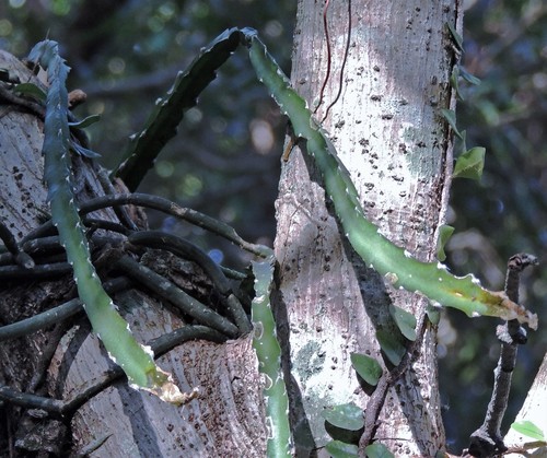 Lepismium cruciforme (Lepismium cruciforme)