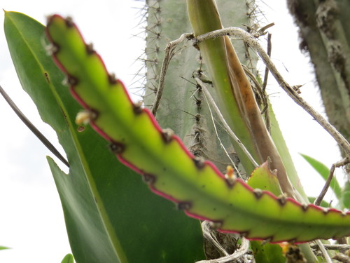Lepismium cruciforme (Lepismium cruciforme)