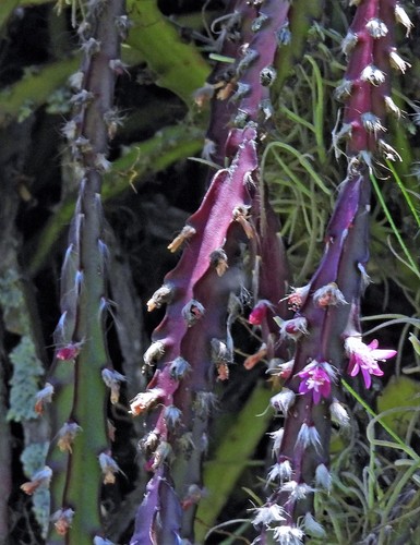 Lepismium cruciforme (Lepismium cruciforme)