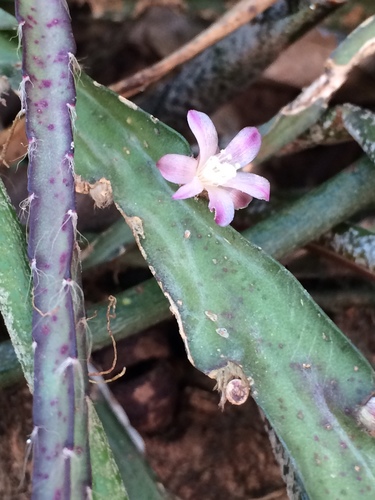 Lepismium cruciforme (Lepismium cruciforme)