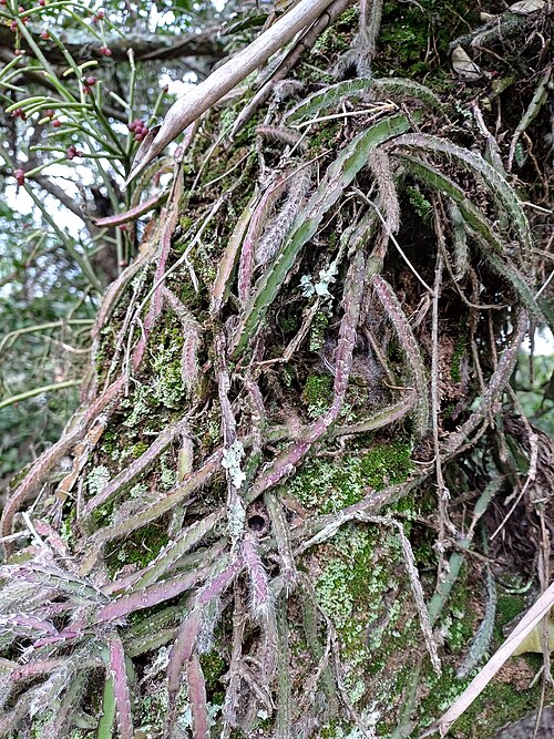 Lepismium cruciforme: Lepismium cruciforme in Brazil