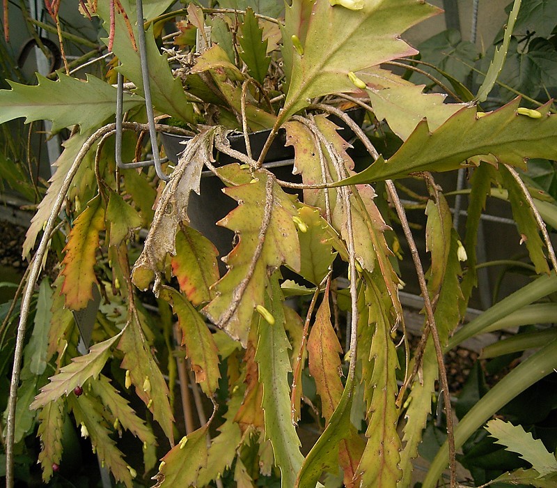 Lepismium houlletianum: Lepismium houlletianum