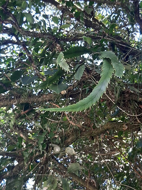 Lepismium houlletianum: Snowdrop Cactus ( Lepismium houlletianum ) in Brazil