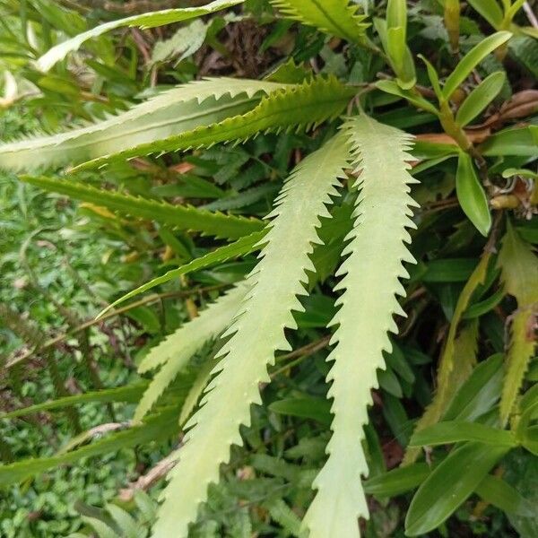 Lepismium houlletianum (Lepismium houlletianum)