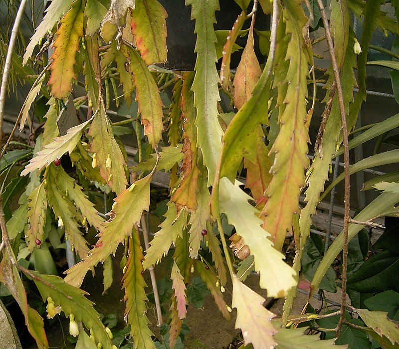 Lepismium houlletianum: Lepismium houlletianum