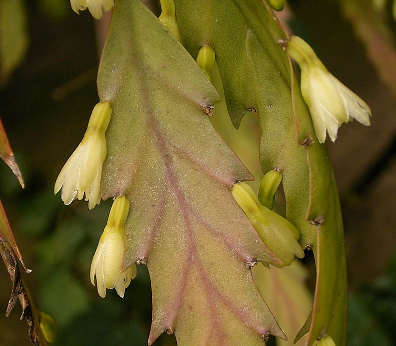 Lepismium houlletianum: Lepismium houlletianum