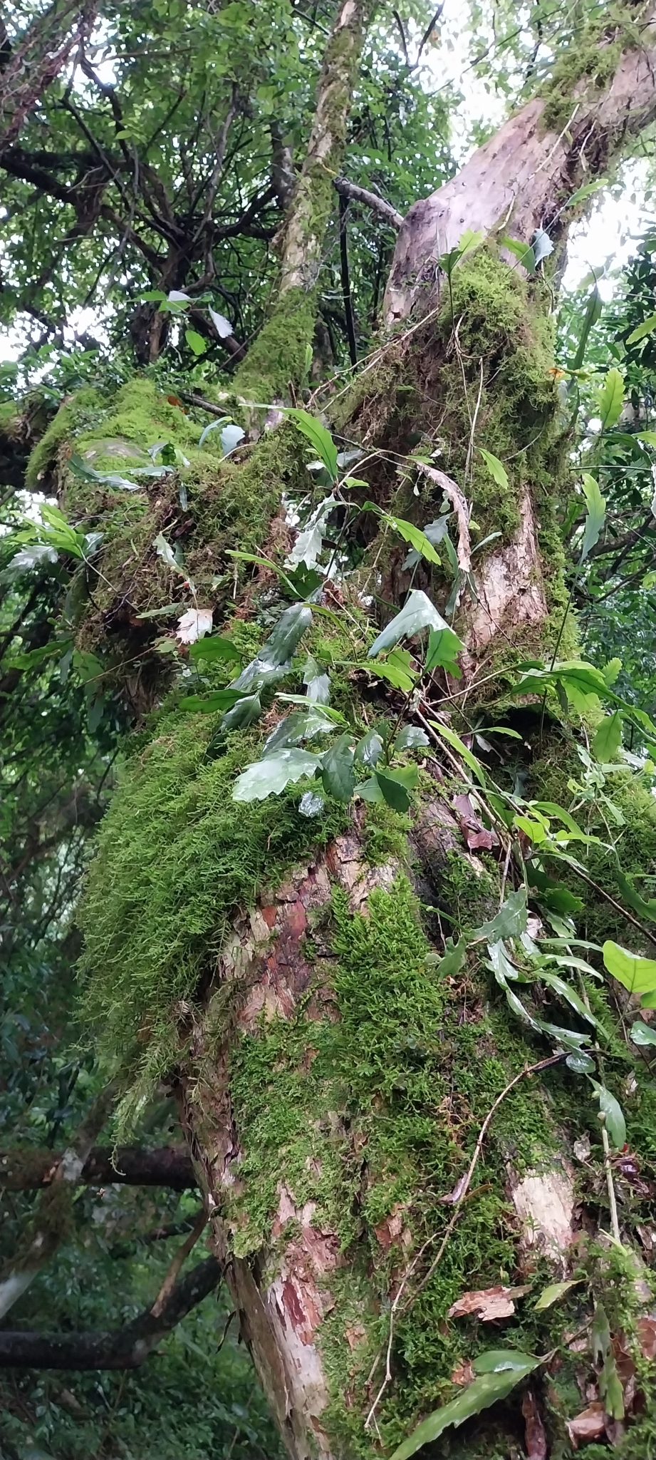 Lepismium houlletianum: Snowdrop Cactus ( Lepismium houlletianum ) in Brazil