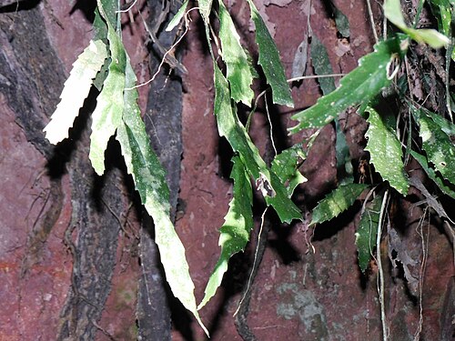 Lepismium houlletianum: Snowdrop Cactus ( Lepismium houlletianum ) in Brazil