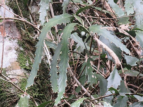 Lepismium houlletianum: Snowdrop Cactus ( Lepismium houlletianum ) in Argentina