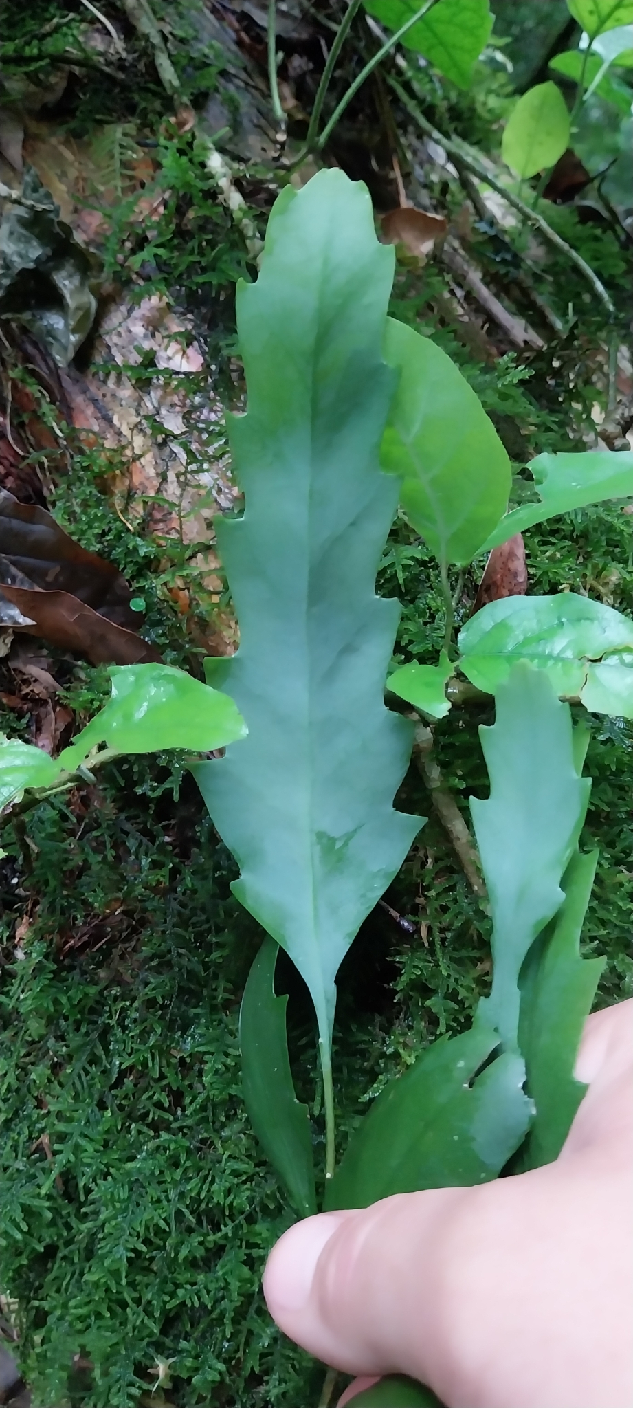 Lepismium houlletianum: Snowdrop Cactus ( Lepismium houlletianum ) in Brazil