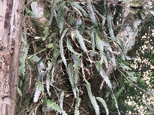 Lepismium houlletianum: Snowdrop Cactus ( Lepismium houlletianum ) in Argentina