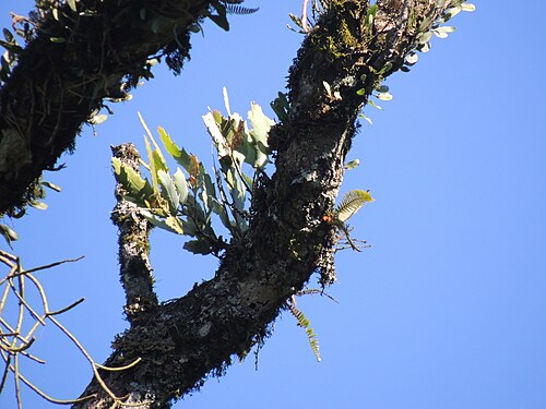 Lepismium houlletianum: Snowdrop Cactus ( Lepismium houlletianum ) in Brazil