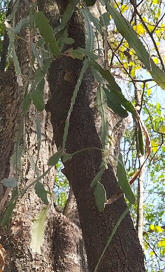 Lepismium lorentzianum: Lepismium lorentzianum in Argentina