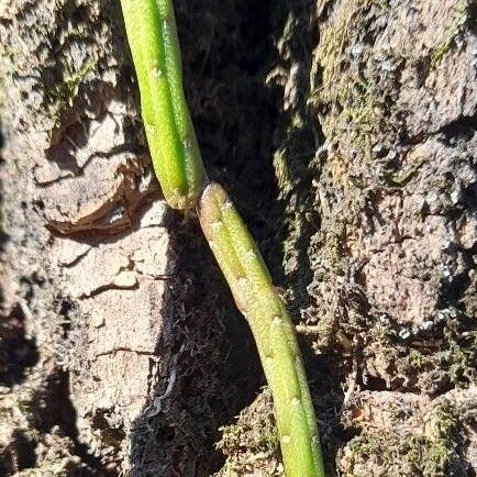 Lepismium lumbricoides (Lepismium lumbricoides)