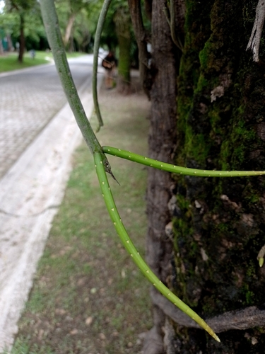 Lepismium lumbricoides (Lepismium lumbricoides)