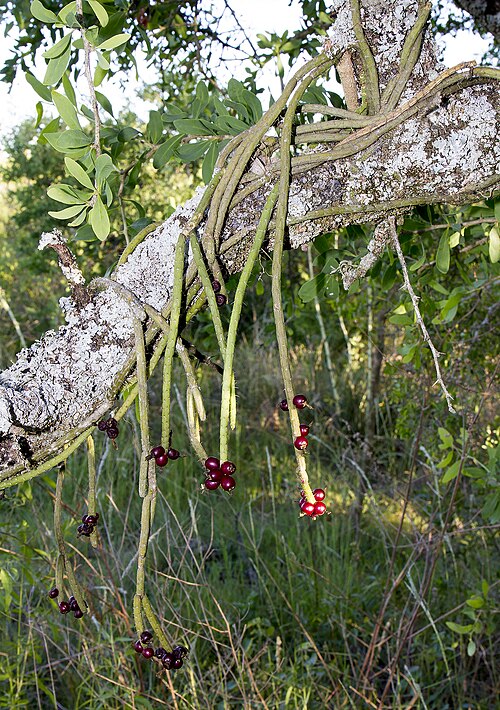 Lepismium lumbricoides: Uruguay: Soriano Dept., Estancia Arenales, ca. 23 km N of Nueva Palmira