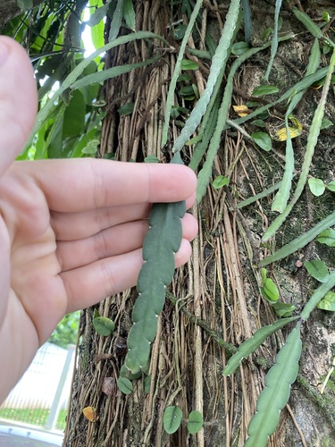 Lepismium warmingianum (Lepismium warmingianum)