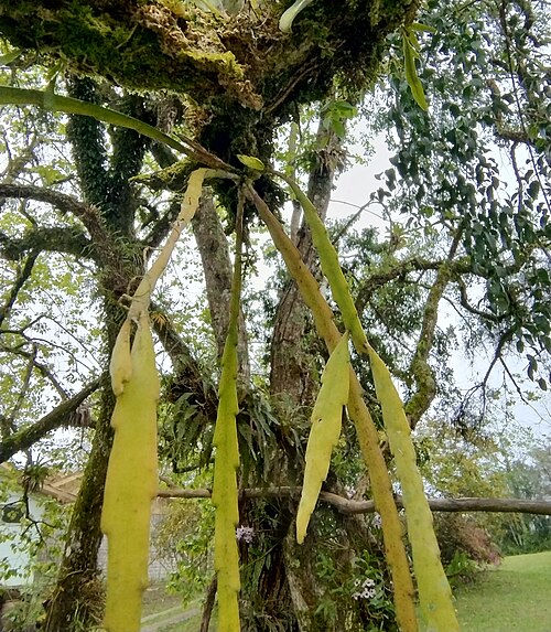Lepismium warmingianum: Lepismium warmingianum in Brazil