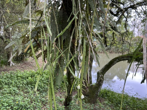 Lepismium warmingianum (Lepismium warmingianum)
