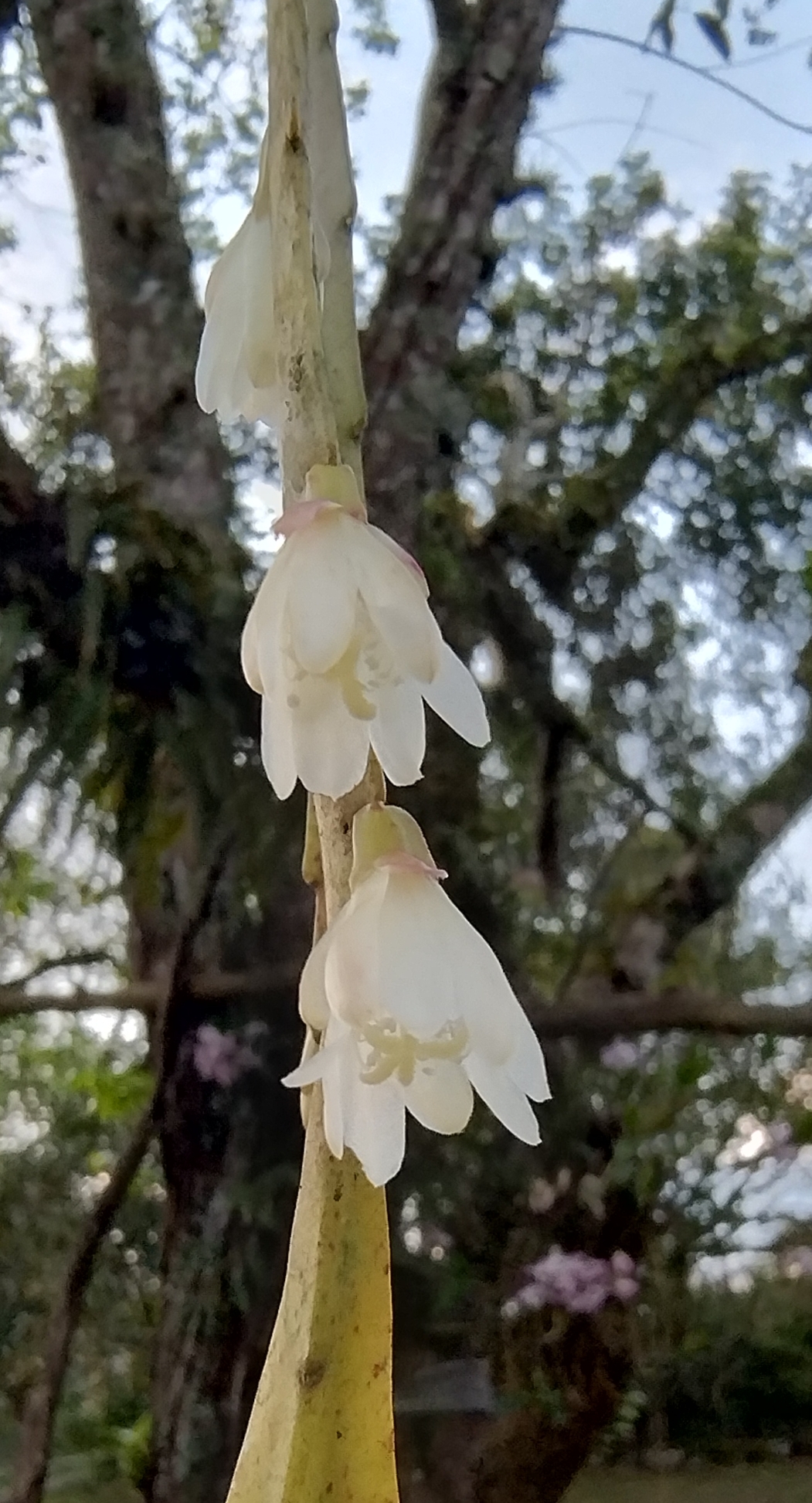 Lepismium warmingianum: Lepismium warmingianum in Brazil