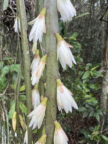 Lepismium warmingianum (Lepismium warmingianum)