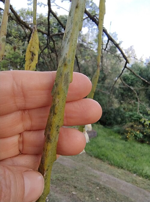 Lepismium warmingianum: Lepismium warmingianum in Brazil