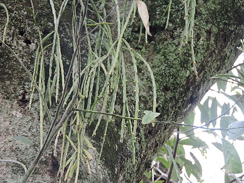 Lepismium warmingianum: Lepismium warmingianum in Brazil