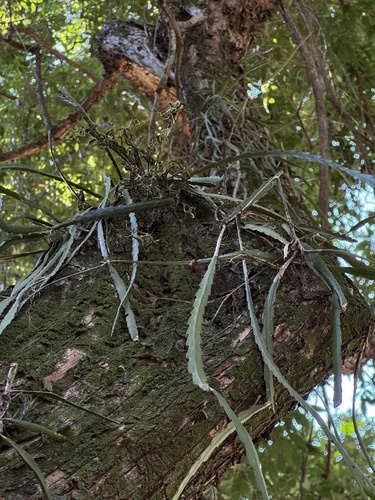 Lepismium warmingianum (Lepismium warmingianum)