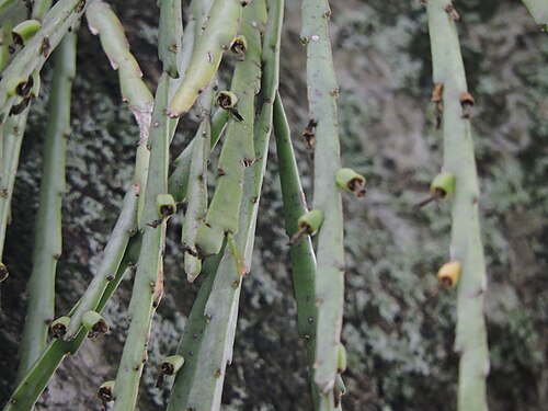 Lepismium warmingianum: Lepismium warmingianum in Brazil