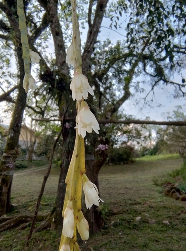Lepismium warmingianum (Lepismium warmingianum)