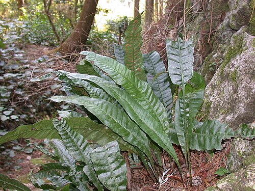 Lepisorus ensatus (Lepisorus ensatus)
