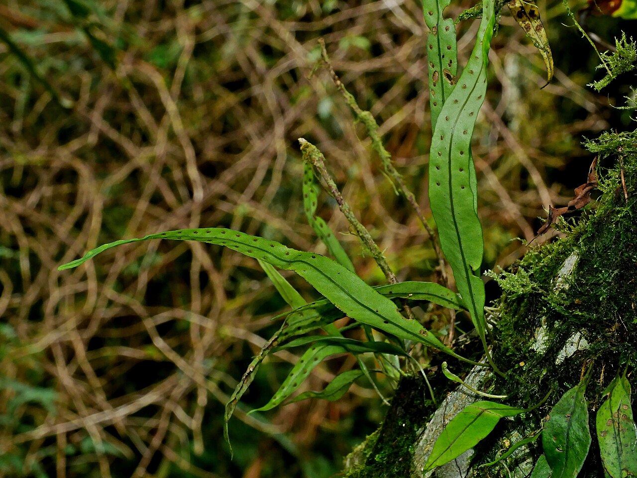 Lepisorus heterolepis: Lepisorus heterolepis. Species of plant.
