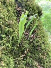 Lepisorus kawakamii (Lepisorus kawakamii)
