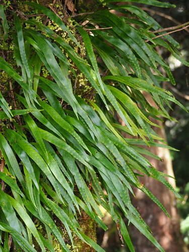 Lepisorus kawakamii (Lepisorus kawakamii)