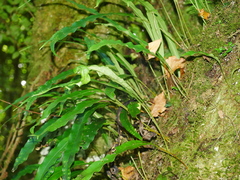 Lepisorus kawakamii (Lepisorus kawakamii)