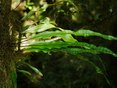 Lepisorus kawakamii (Lepisorus kawakamii)