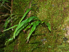 Lepisorus kawakamii (Lepisorus kawakamii)