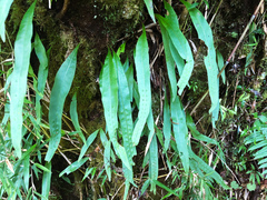 Lepisorus morrisonensis (Lepisorus morrisonensis)