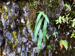 Lepisorus morrisonensis (Lepisorus morrisonensis)