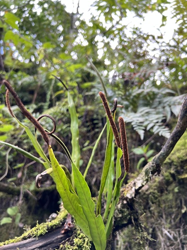 Narrowtip lepisorus (Lepisorus mucronatus)