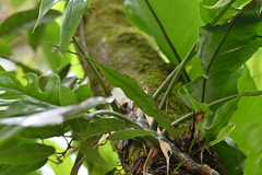 Narrowtip lepisorus (Lepisorus mucronatus)