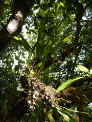Narrowtip lepisorus (Lepisorus mucronatus)