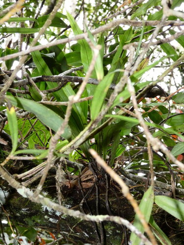 Narrowtip lepisorus (Lepisorus mucronatus)