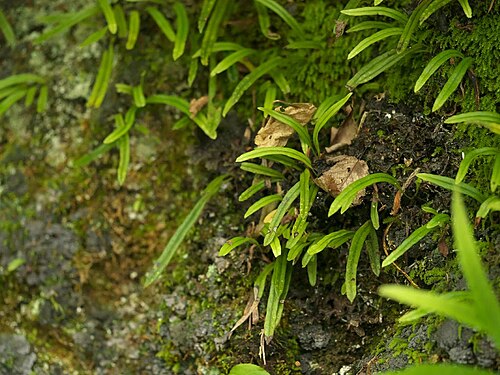Lepisorus onoei: Lepisorus onoei:ヒメノキシノブ