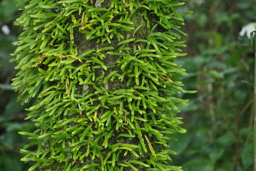 Lepisorus onoei (Lepisorus onoei)