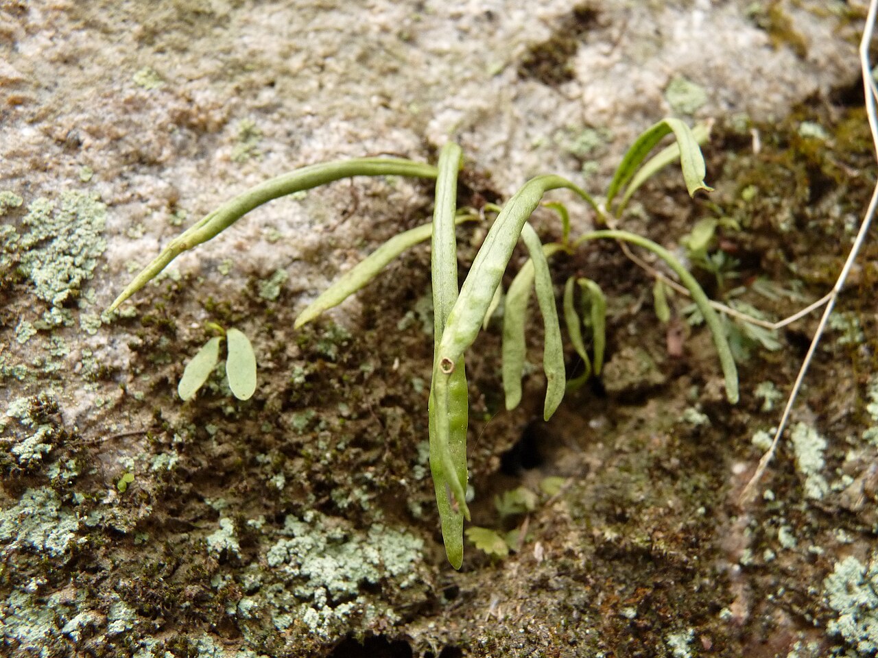 Lepisorus onoei: Lepisorus onoei