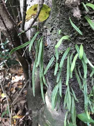 Lepisorus onoei (Lepisorus onoei)