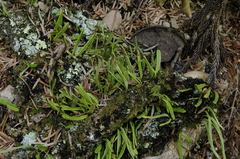 Lepisorus onoei (Lepisorus onoei)