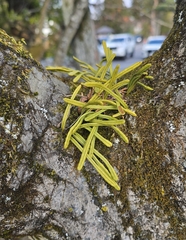 Lepisorus onoei (Lepisorus onoei)