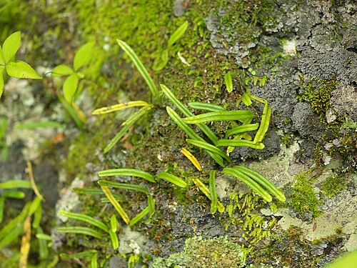 Lepisorus onoei: Lepisorus onoei:ヒメノキシノブ
